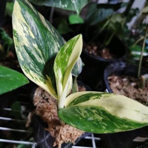 Philodendron Wiliamsi Var
