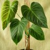 Anthurium Crystallinim Silver
