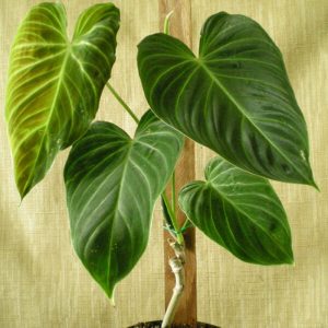 Anthurium Crystallinim Silver